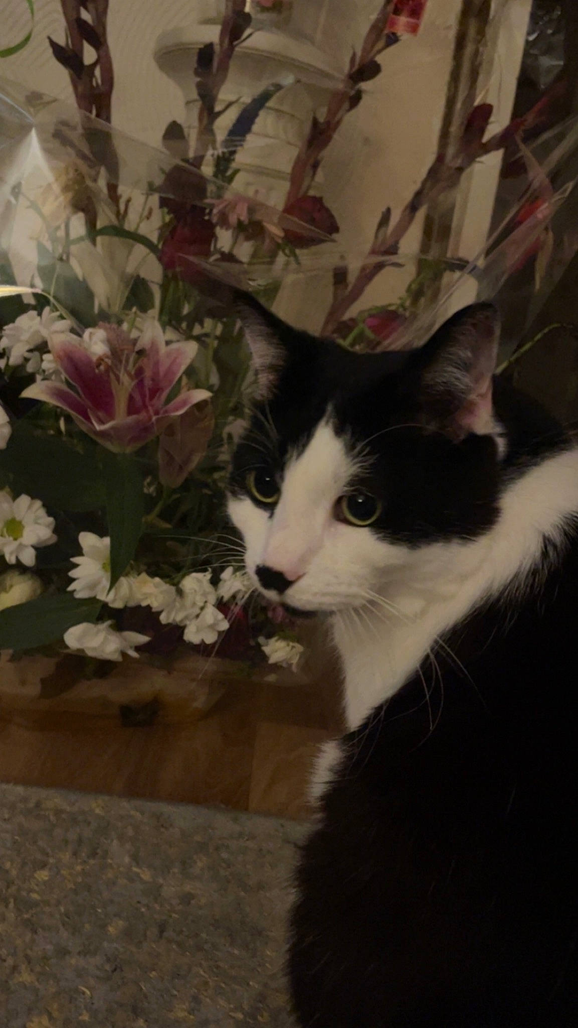 Alvin a rejoint le concours — aidez-le/la à gagner de superbes lots ! art, artificial_flower, carnivore, cat, cut_flowers, domestic_short_haired_cat, felidae, floral_design, flower, flower_arranging, fur, petal, plant, rose, rose_order, small_to_medium_sized_cats, tail, tree, whiskers, window