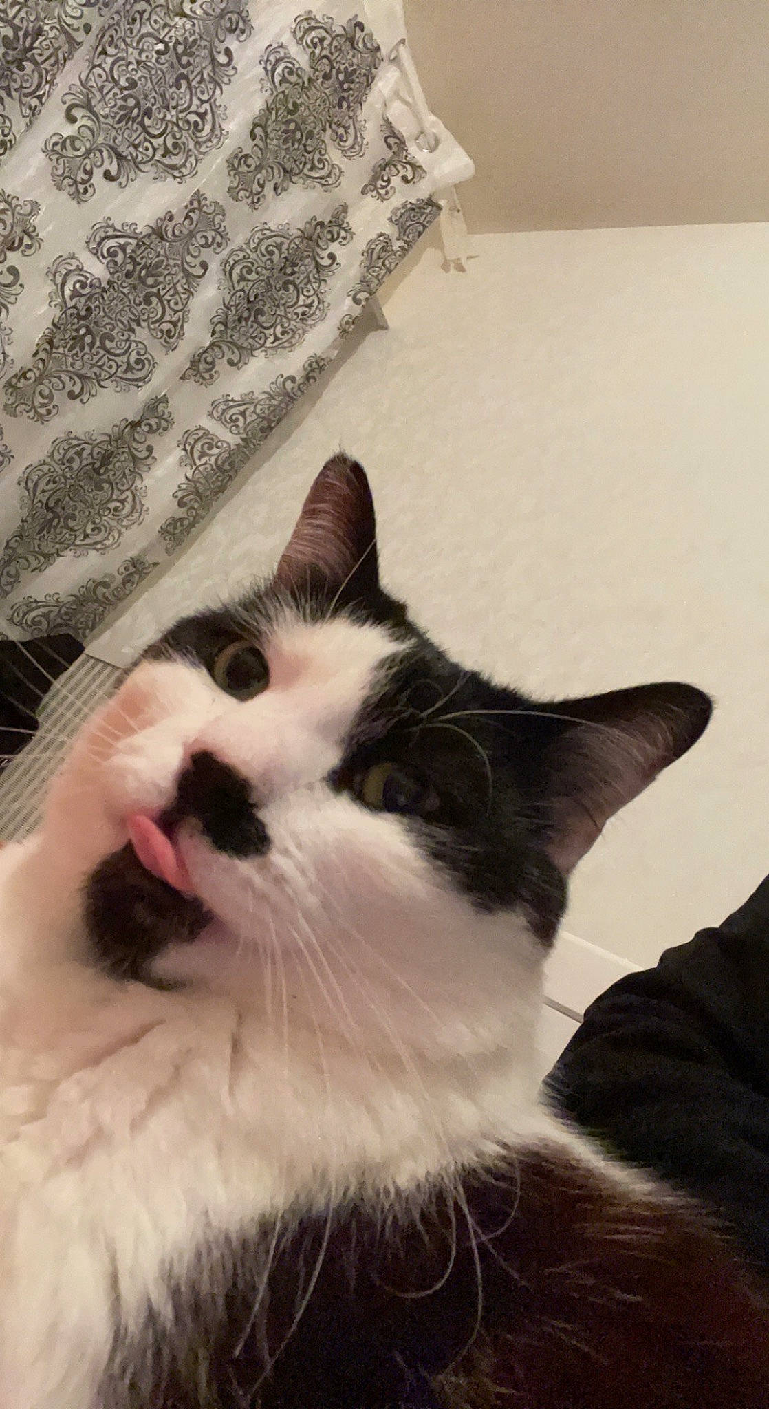 Alvin a rejoint le concours — aidez-le/la à gagner de superbes lots ! carnivore, cat, cloud, comfort, domestic_short_haired_cat, eye, fang, felidae, fur, linens, love, monochrome_photography, paw, plant, small_to_medium_sized_cats, snout, tail, terrestrial_animal, whiskers, window