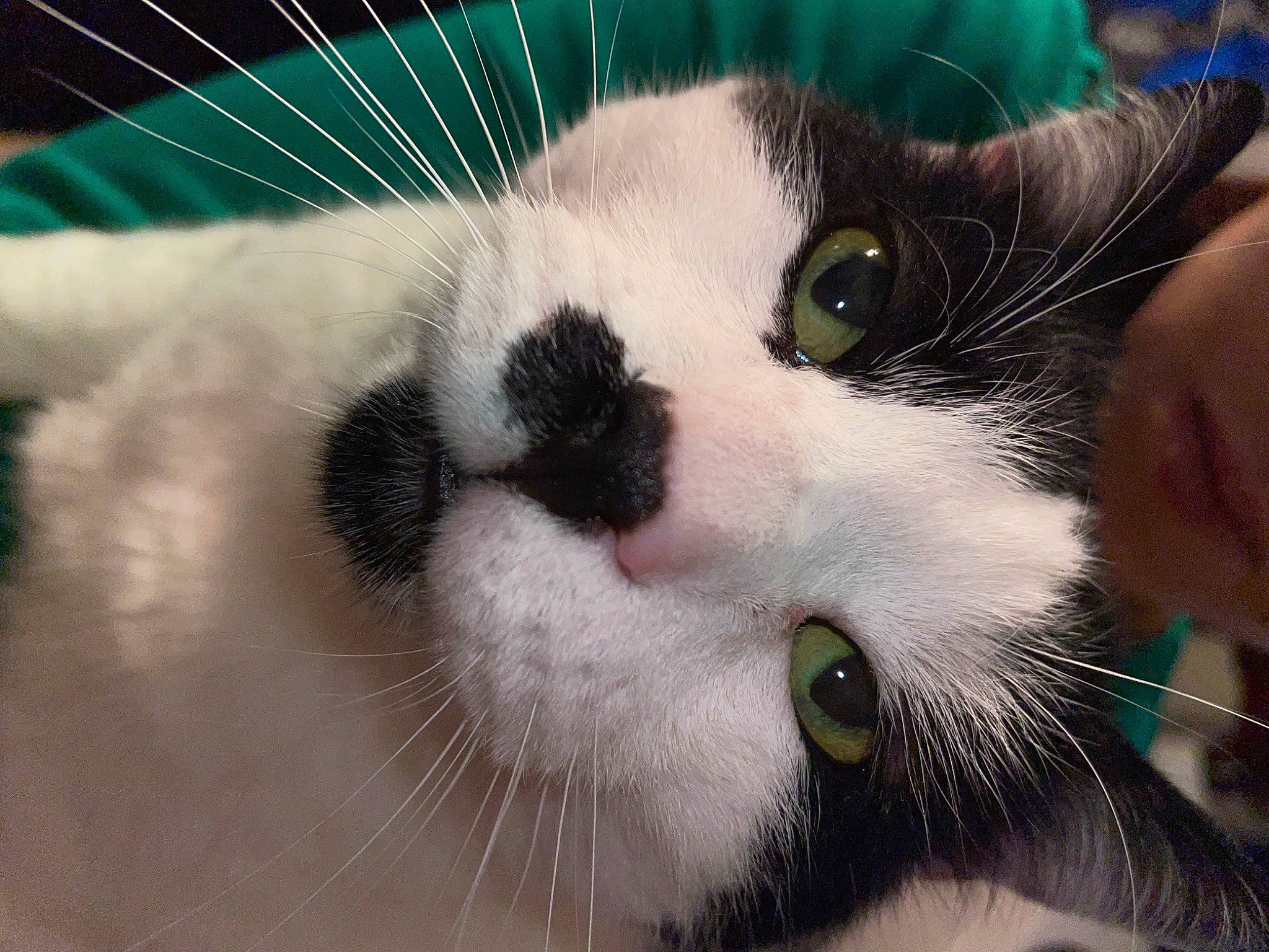 Alvin participe au concours pour gagner de l'argent avec cette photo : carnivore, cat, close_up, domestic_short_haired_cat, eyelash, felidae, fur, hair, iris, nose, paw, small_to_medium_sized_cats, snout, tail, terrestrial_animal, whiskers