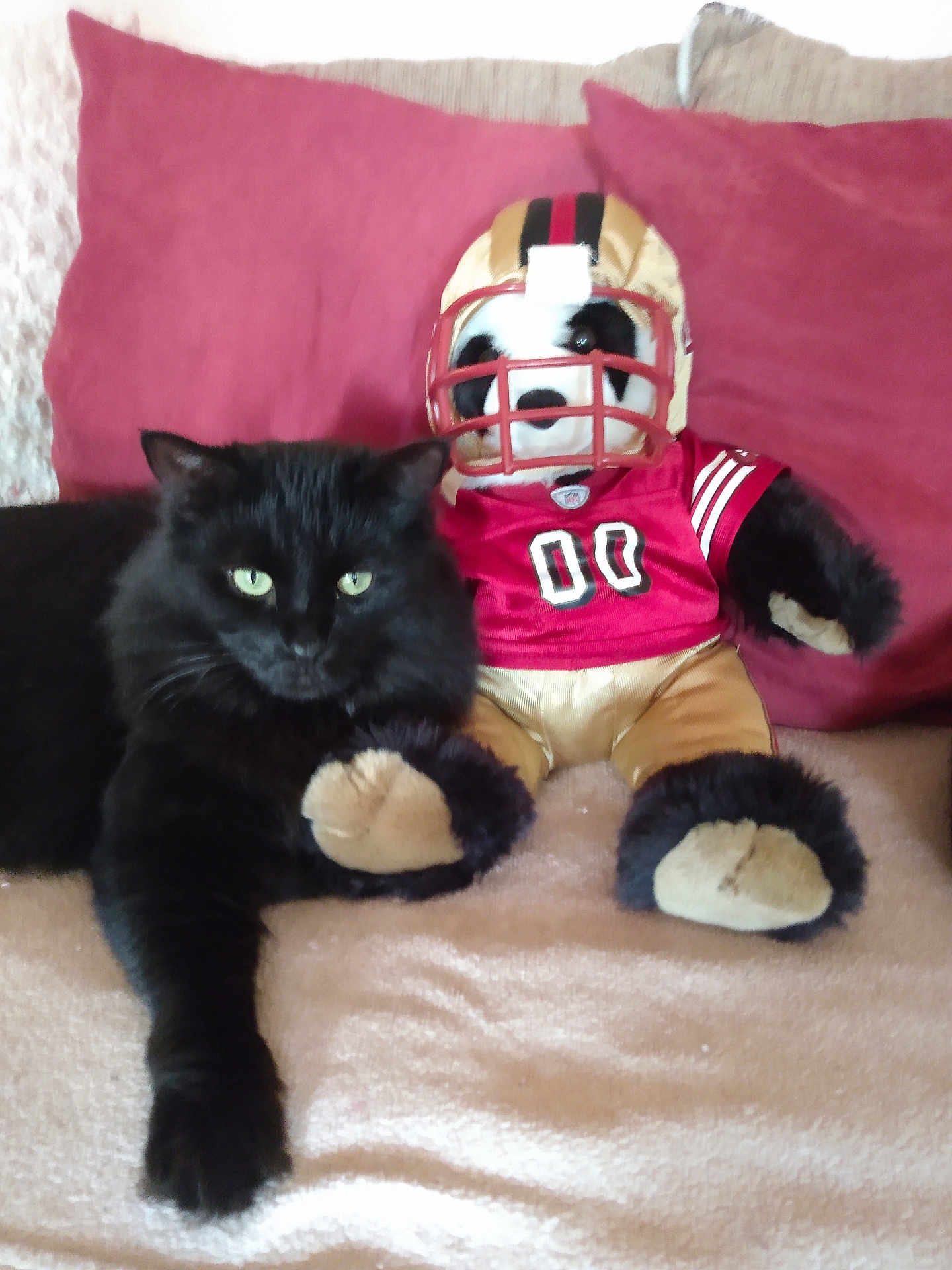 Buffy joined the competition — help win amazing prizes! black_cat, plush_toy, football_uniform, couch, red_pillow, beige_blanket, indoor, pet, stuffed_animal, relaxed, feline, soft_fabric, home, animal, toy, seated, cozy, fur, domestic_cat, companion