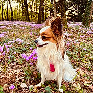 Arlette participe au concours pour gagner de l'argent avec cette photo : brown_and_white, canine, dog, flowers, fluffy, forest, happy, leaves, long_hair, nature, outdoors, papillon, pet, portrait, purple_flowers, sitting, spring, sunlight, trees, woodland