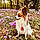Arlette