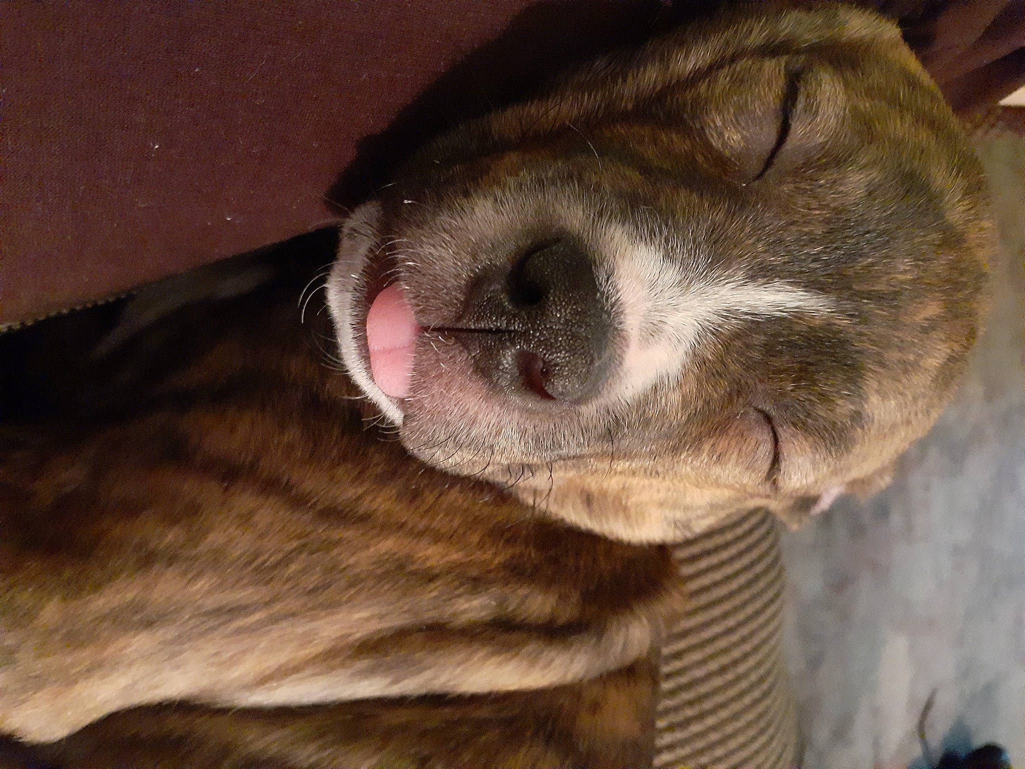 Hazel is registered to the contest to win money with this photo: canidae, carnivore, close_up, companion_dog, dog, dog_breed, ear, fawn, fur, liver, non_sporting_group, paw, puppy, snout, sporting_group, terrestrial_animal, whiskers, wood, working_animal