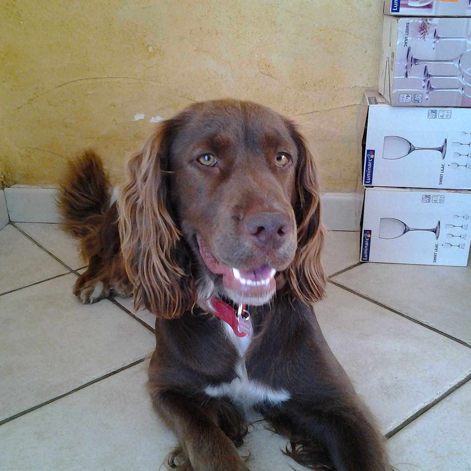 Hola