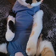 Snuggles is registered to the contest to win money with this photo: cat, calico, pet, feline, blue_outfit, fur, whiskers, green_eyes, paws, blanket, cozy, indoors, resting, animal, cute, sitting, soft_texture, relaxed, domestic, fur_pattern
