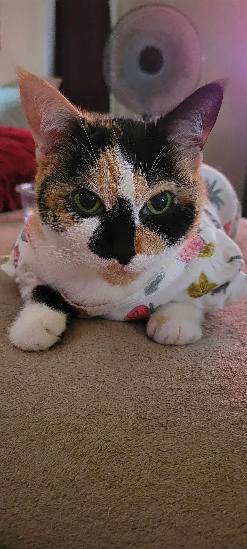 Snuggles joined the competition — help win amazing prizes! cat, calico, pet, animal, green_eyes, hoodie, clothing, cute, close_up, indoor, cozy, feline, fur, whiskers, ears, paws, bedroom, fan, pattern, resting
