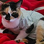Snuggles joined the competition — help win amazing prizes! cat, calico, pet, animal, feline, shirt, clothing, blanket, red_blanket, navy_blanket, cute, cozy, indoor, resting, fur, whiskers, ears, paws, curious, domestic_cat