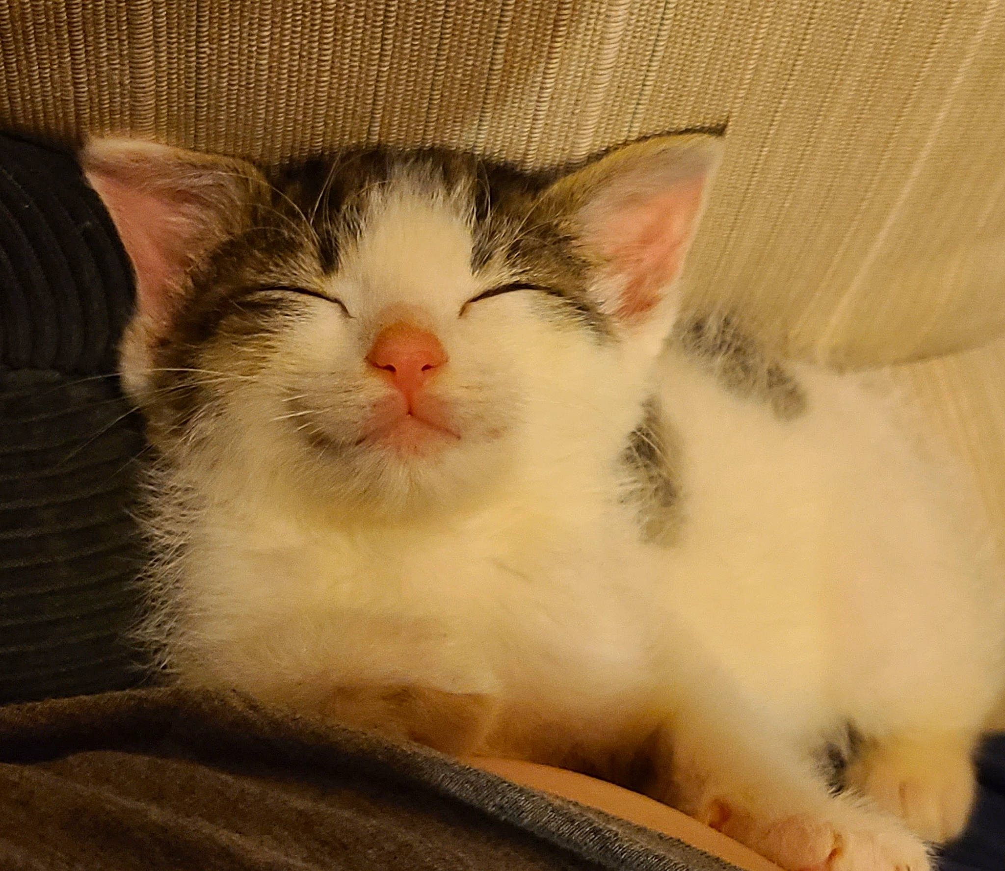 Monkey joined the competition — help win amazing prizes! carnivore, cat, claw, comfort, domestic_short_haired_cat, eye, felidae, fur, head, nap, paw, sleep, small_to_medium_sized_cats, snout, square, tail, terrestrial_animal, whiskers, window