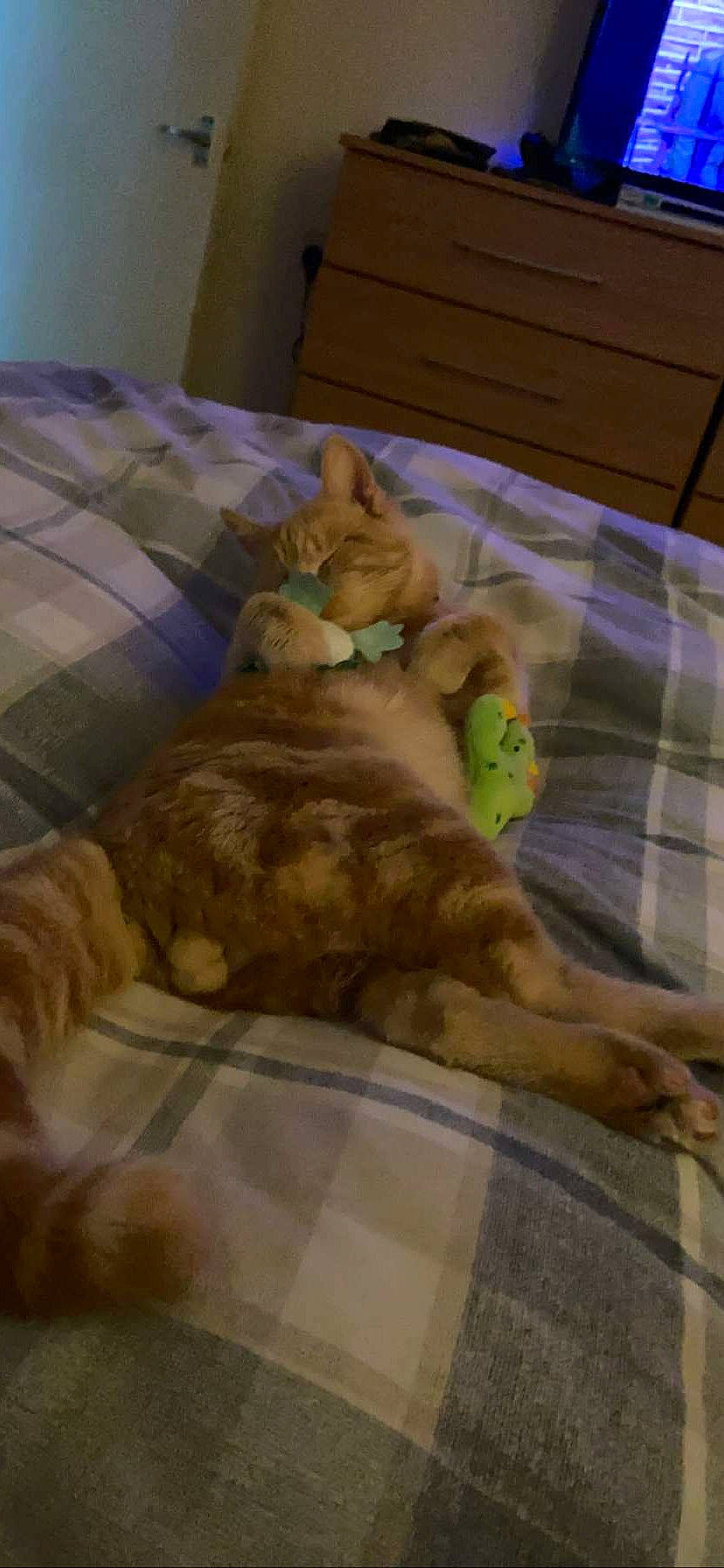 Gingy is registered to the contest to win money with this photo: bed, bedding, carnivore, comfort, companion_dog, dog, dog_breed, domestic_short_haired_cat, duvet, fawn, felidae, fur, linens, paw, room, small_to_medium_sized_cats, tail, toy, whiskers, wood
