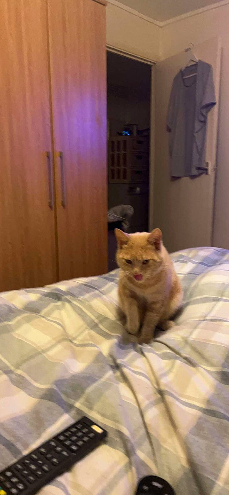 Gingy joined the competition — help win amazing prizes! bedding, carnivore, cat, comfort, domestic_short_haired_cat, door, duvet, fawn, felidae, floor, flooring, fur, hardwood, linens, room, small_to_medium_sized_cats, snout, tail, whiskers, wood