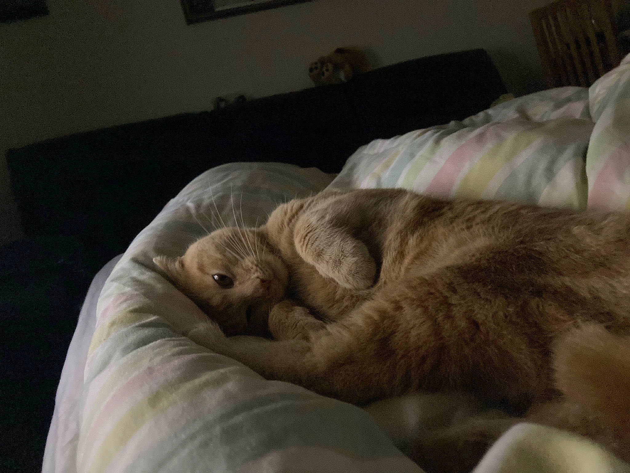 Gingy is registered to the contest to win money with this photo: canidae, carnivore, cat, comfort, couch, fawn, felidae, fur, grey, linens, nap, picture_frame, room, small_to_medium_sized_cats, snout, sporting_group, tail, terrestrial_animal, whiskers, wood