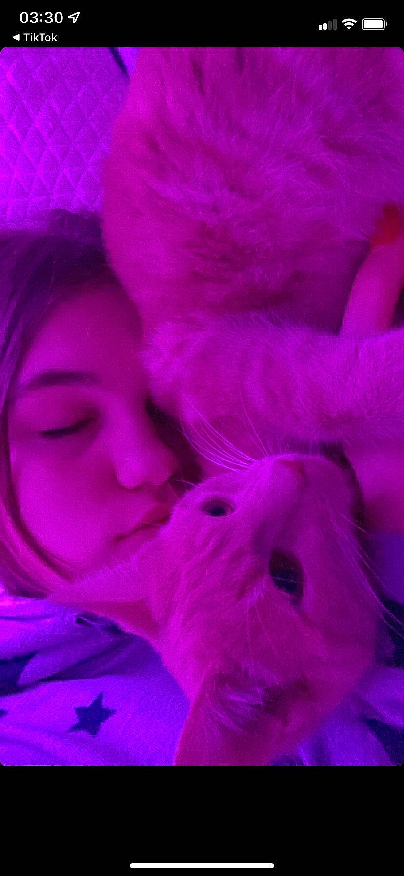 Gingy joined the competition — help win amazing prizes! canidae, companion_dog, dog_breed, electric_blue, event, felidae, fur, grass, happy, magenta, petal, pink, plant, plush, purple, stuffed_toy, tail, toy, violet, whiskers