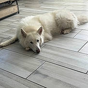 Alaska joined the competition — help win amazing prizes! dog, white_dog, indoor, floor, tile_floor, relaxed, pet, canine, fur, lying_down, ears, nose, home, furniture, door, window, blinds, paws, animal, companion