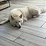 dog, white_dog, indoor, floor, tile_floor, relaxed, pet, canine, fur, lying_down, ears, nose, home, furniture, door, window, blinds, paws, animal, companion