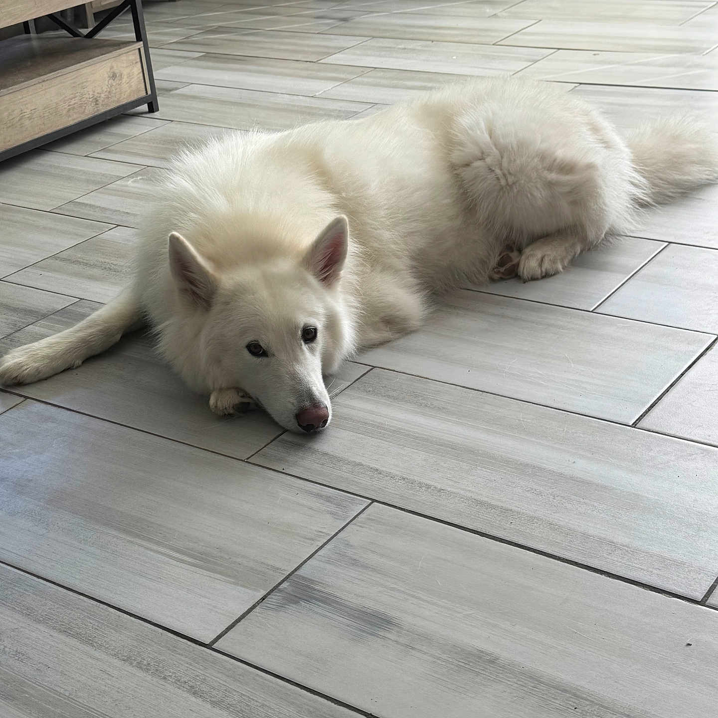 Alaska joined the competition — help win amazing prizes! animal, blinds, canine, companion, dog, door, ears, floor, fur, furniture, home, indoor, lying_down, nose, paws, pet, relaxed, tile_floor, white_dog, window
