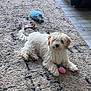 dog, white_dog, fluffy, carpet, toy, pink_toy, blue_toy, chew_toy, indoor, floor_tiles, furniture, relaxed, pet, animal, laying_down, cute, small_dog, curly_fur, brown_ears, home