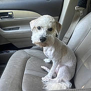 Coco joined the competition — help win amazing prizes! dog, white_dog, pet, car_interior, car_seat, seatbelt, window, sunlight, animal, cute, groomed, sitting, curious, indoor, leather_seat, passenger_seat, transportation, vehicle, companion, domestic_animal