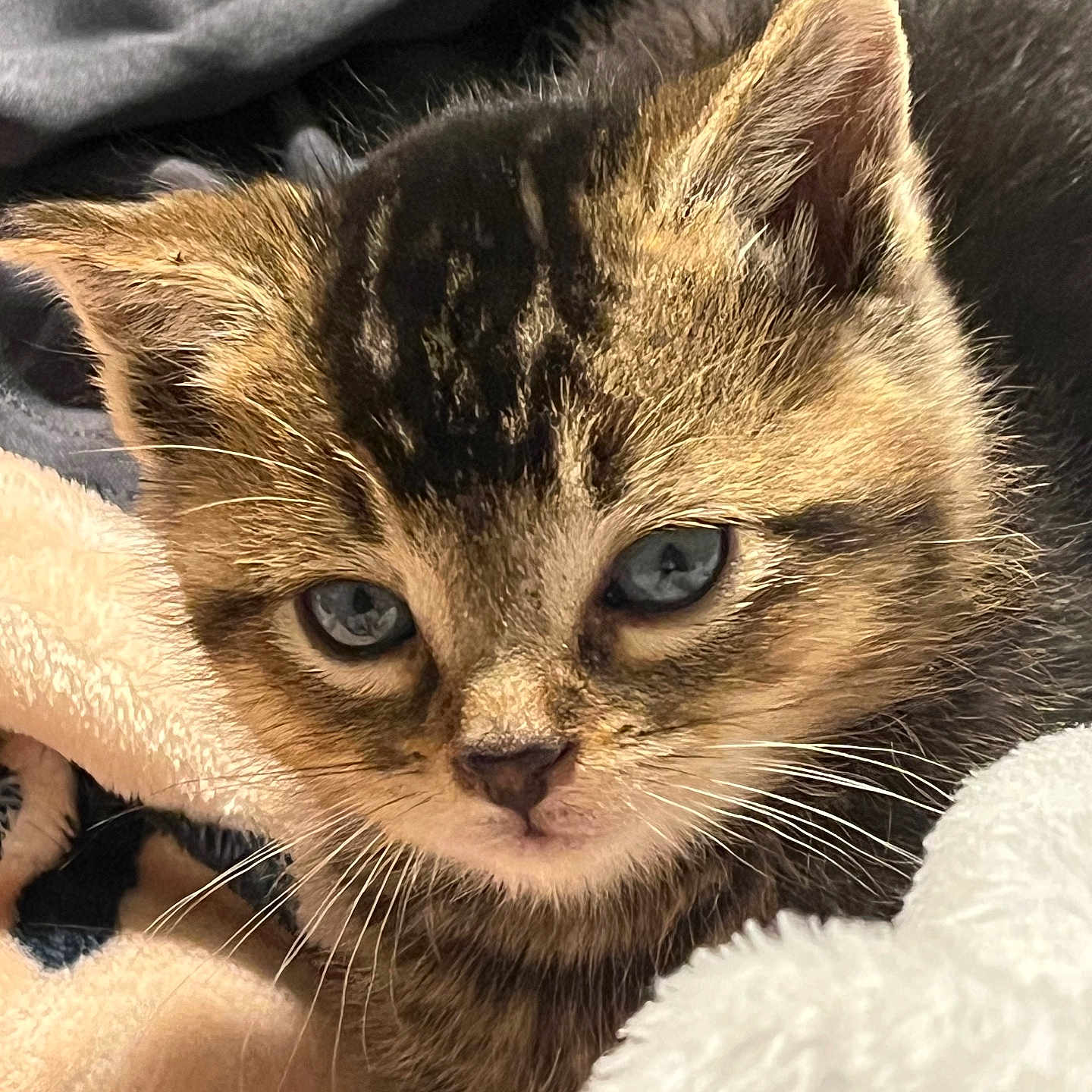 Ivy is registered to the contest to win money with this photo: abyssinian, animal, blanket, brasssection, cat, horn, kitten, laundry, manx, musicalinstrument, pet, quilt, towel