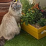 Sola a rejoint le concours — aidez-le/la à gagner de superbes lots ! cat, blue_eyes, fluffy, flower_pot, yellow_planter, green_plants, orange_flowers, artificial_grass, stacked_pots, indoor_garden, pet, feline, plant, nature, domestic_animal, cute, sitting, fur, whiskers, curious