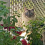 Sola participe au concours pour gagner de l'argent avec cette photo : animal, blue_eyes, cat, closeup, curious, feline, fluffy, garden, greenery, indoor, leaves, natural_light, nature, patterned_screen, pet, plants, portrait, relaxing, sunlight, window