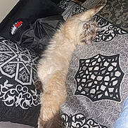 Sola a rejoint le concours — aidez-le/la à gagner de superbes lots ! animal, bedspread, cat, comfort, cozy, cute, fabric, feline, fluffy, fur, home, indoor, patterned, paw, relaxed, resting, sleepy, stretching, tail, textile