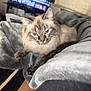 Sola a rejoint le concours — aidez-le/la à gagner de superbes lots ! cat, fluffy, pet, indoor, blanket, gray, fur, relaxed, cozy, home, living_room, resting, cute, animal, feline, paw, soft, domestic, comfortable, laying