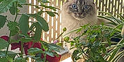 Sola a rejoint le concours — aidez-le/la à gagner de superbes lots ! cat, blue_eyes, fluffy, plants, greenery, flowers, red_flowers, garden, indoor_plants, sunlight, patterned_background, pet, feline, curious, nature, leafy, animal, domestic_cat, relaxed, portrait