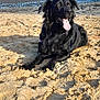 Milka a rejoint le concours — aidez-le/la à gagner de superbes lots ! animal, beach, black_dog, canine, daytime, dog, fur, happy, island, lying_down, nature, outdoor, pet, relaxed, sand, shore, summer, sunlight, tongue_out, water