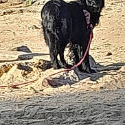 Milka participe au concours pour gagner de l'argent avec cette photo : animal, background, black_dog, canine, collar, daylight, dog, earth, fur, leash, looking_back, nature, outdoor, pet, rock, sand, shadow, standing, sunlight, walk