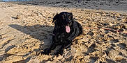 Milka participe au concours pour gagner de l'argent avec cette photo : animal, beach, black_dog, coast, daytime, dog, landscape, lying_down, nature, ocean, outdoor, pet, relaxing, sand, shoreline, sky, summer, sunny, tongue_out, water