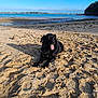 Milka participe au concours pour gagner de l'argent avec cette photo : animal, beach, black_dog, coast, daytime, dog, landscape, lying_down, nature, ocean, outdoor, pet, relaxing, sand, shoreline, sky, summer, sunny, tongue_out, water