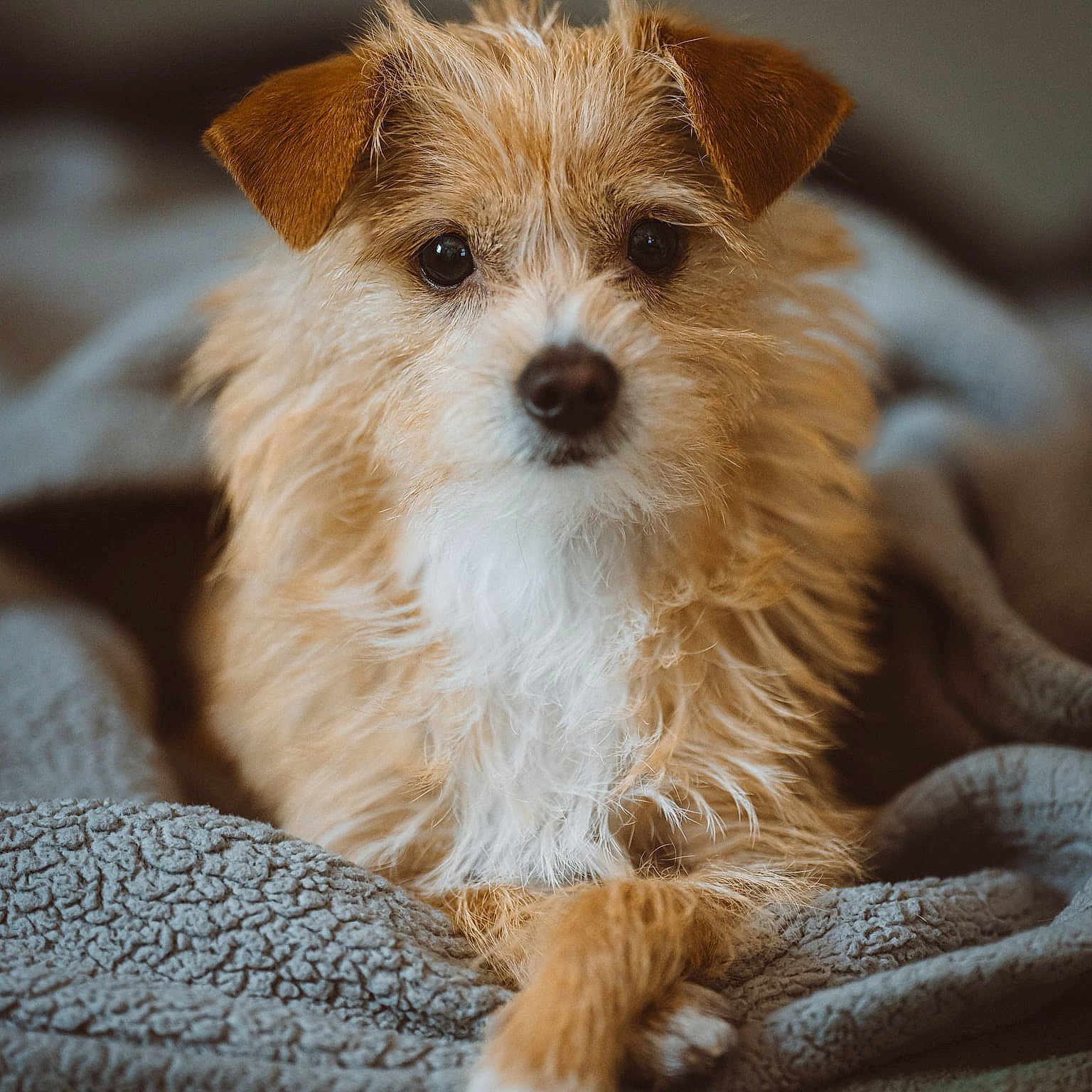 Beru is registered to the contest to win money with this photo: animal, blanket, brown, canine, companion, cozy, crossed_paws, cute, dog, fluffy, friendly, fur, indoor, looking_at_camera, mammal, pet, portrait, relaxed, scruffy, white