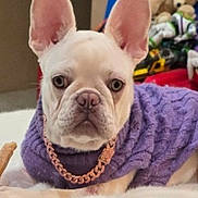 Bubu joined the competition — help win amazing prizes! accessory, bed, cable_knit, dog, ears, eyes, face, fluffy_blanket, french_bulldog, fur, gold_chain, indoor, nose, pet, portrait, puppy, relaxing, stuffed_animal, sweater, toy