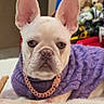 accessory, bed, cable_knit, dog, ears, eyes, face, fluffy_blanket, french_bulldog, fur, gold_chain, indoor, nose, pet, portrait, puppy, relaxing, stuffed_animal, sweater, toy