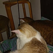 Unik a rejoint le concours — aidez-le/la à gagner de superbes lots ! animal, bed, blanket, brown_cat, cat, cats, cozy, domestic, feline, fur, furniture, indoor, multiple_cats, pet, quiet, resting, sleeping, striped_blanket, tabby_cat, wooden_stool