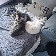 Unik participe au concours pour gagner de l'argent avec cette photo : animal, blanket, cat, companion, couch, cozy, cute, domestic, fur, furniture, home, indoor, pet, pillow, relaxing, resting, sleeping, soft, tabby_cat, white_cat