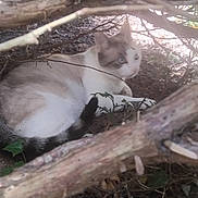 Unik a rejoint le concours — aidez-le/la à gagner de superbes lots ! animal, branches, camouflage, cat, curious, eyes, fur, ground, hiding, leaf, mammal, nature, outdoor, pets, quiet, resting, shade, tail, tree, wildlife