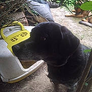Lucky a rejoint le concours — aidez-le/la à gagner de superbes lots ! animal, black_dog, canine, collar, companion, dirt, dog, fur, garden, greenery, nature, outdoor, pet_house, plant, quiet, resting_dog, shade, side_view, two_dogs, yellow
