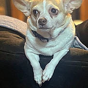 Bell is registered to the contest to win money with this photo: dog, small_dog, pet, canine, couch, indoor, ears, fur, collar, animal, domestic_animal, relaxed, lying_down, close_up, portrait, brown, white, cozy, home, furniture
