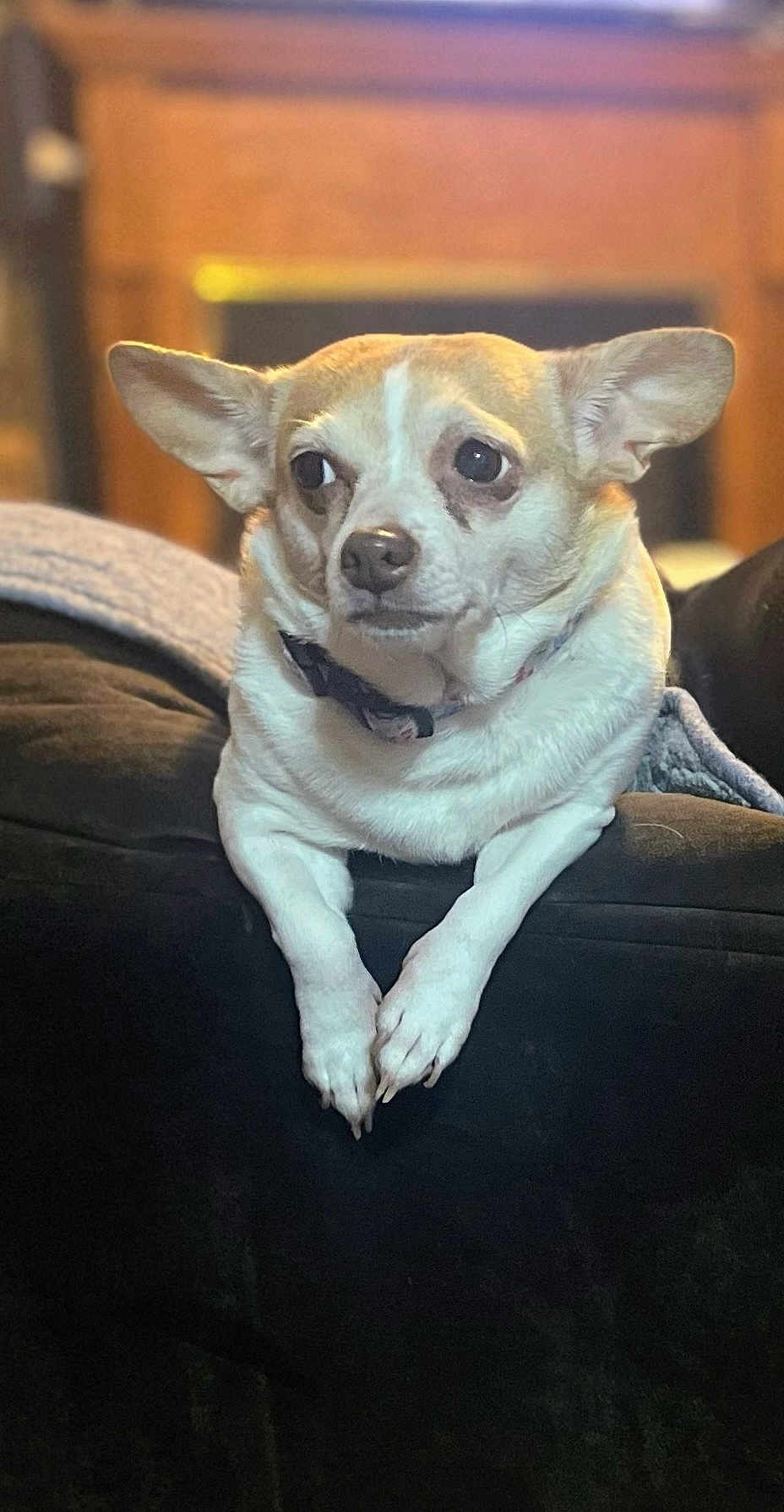 Bell is registered to the contest to win money with this photo: dog, small_dog, pet, canine, couch, indoor, ears, fur, collar, animal, domestic_animal, relaxed, lying_down, close_up, portrait, brown, white, cozy, home, furniture