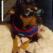 Prissy joined the competition — help win amazing prizes! dog, sunglasses, pet, blanket, indoor, furniture, pillow, clothing, black_and_tan, small_dog, resting, cute, cozy, relaxed, accessory, leash, canine, companion, household, portrait