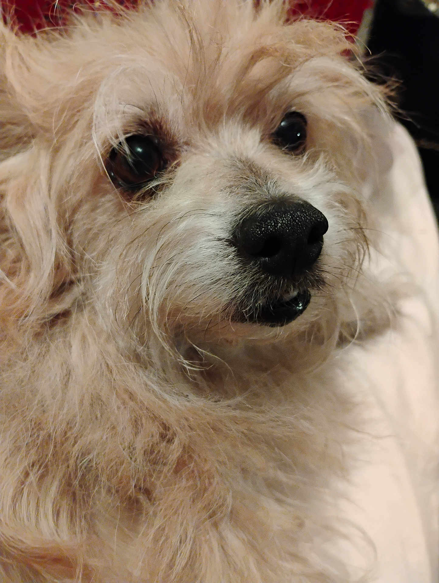 Scooby Doo joined the competition — help win amazing prizes! dog, close_up, fluffy, light_colored, fur, pet, animal, cute, nose, eyes, portrait, scruffy, indoor, mammal, whiskers, curly_fur, friendly, domestic_animal, soft_texture, looking_away