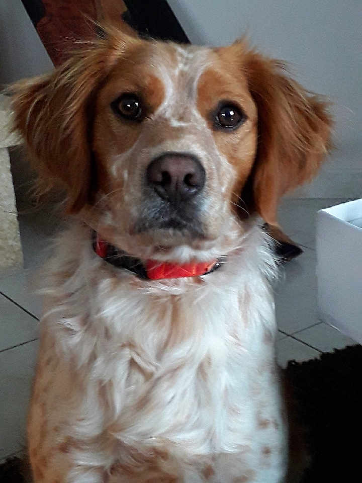Rusty participe au concours pour gagner de l'argent avec cette photo : dog, pet, indoor, brown, white, collar, floor, tile, box, fur, canine, animal, portrait, looking, sitting, ears, face, closeup, domestic, companion