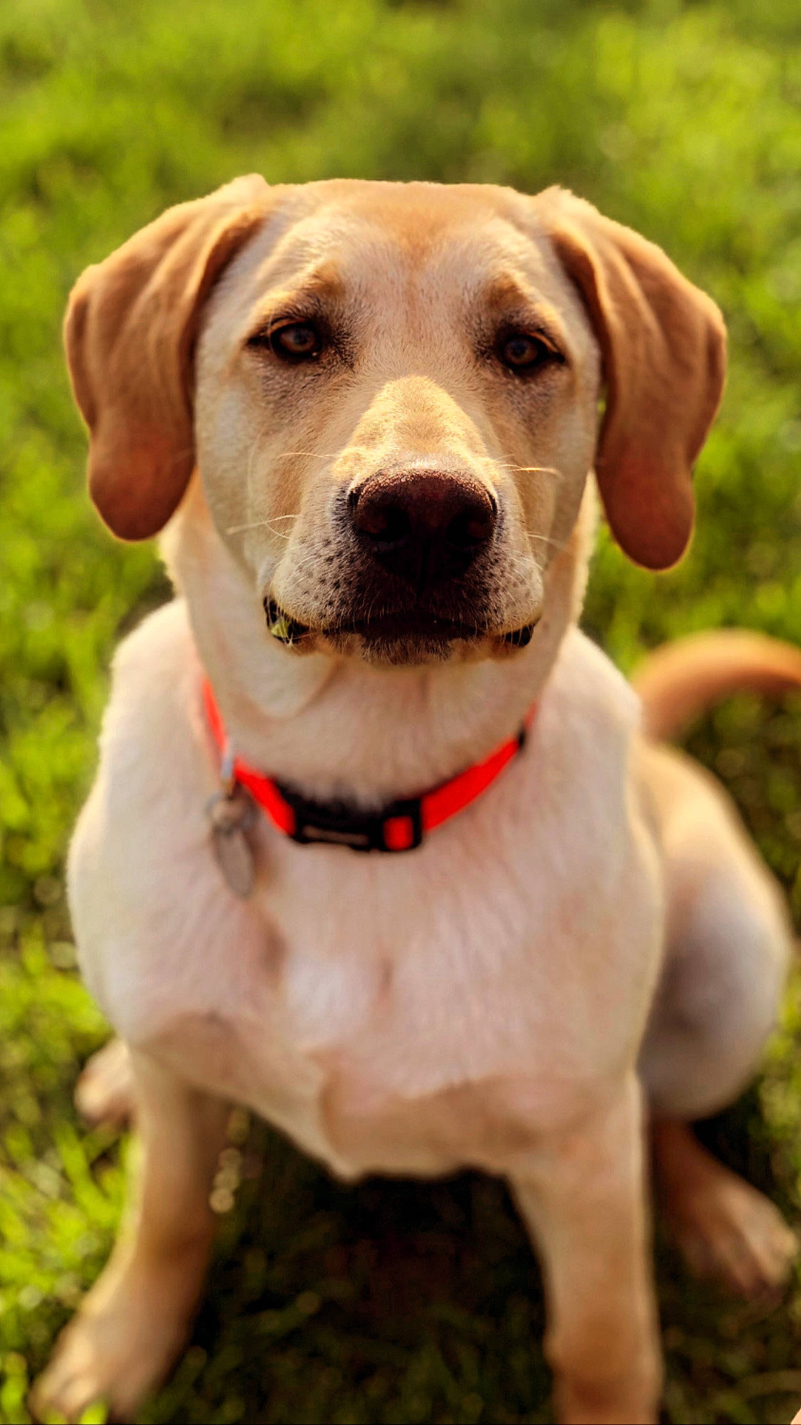 Ember is registered to the contest to win money with this photo: canidae, carnivore, circle, collar, companion_dog, dog, dog_breed, dog_collar, dog_supply, fawn, fur, grass, leash, pet_supply, retriever, snout, sporting_group, whiskers, working_animal, working_dog