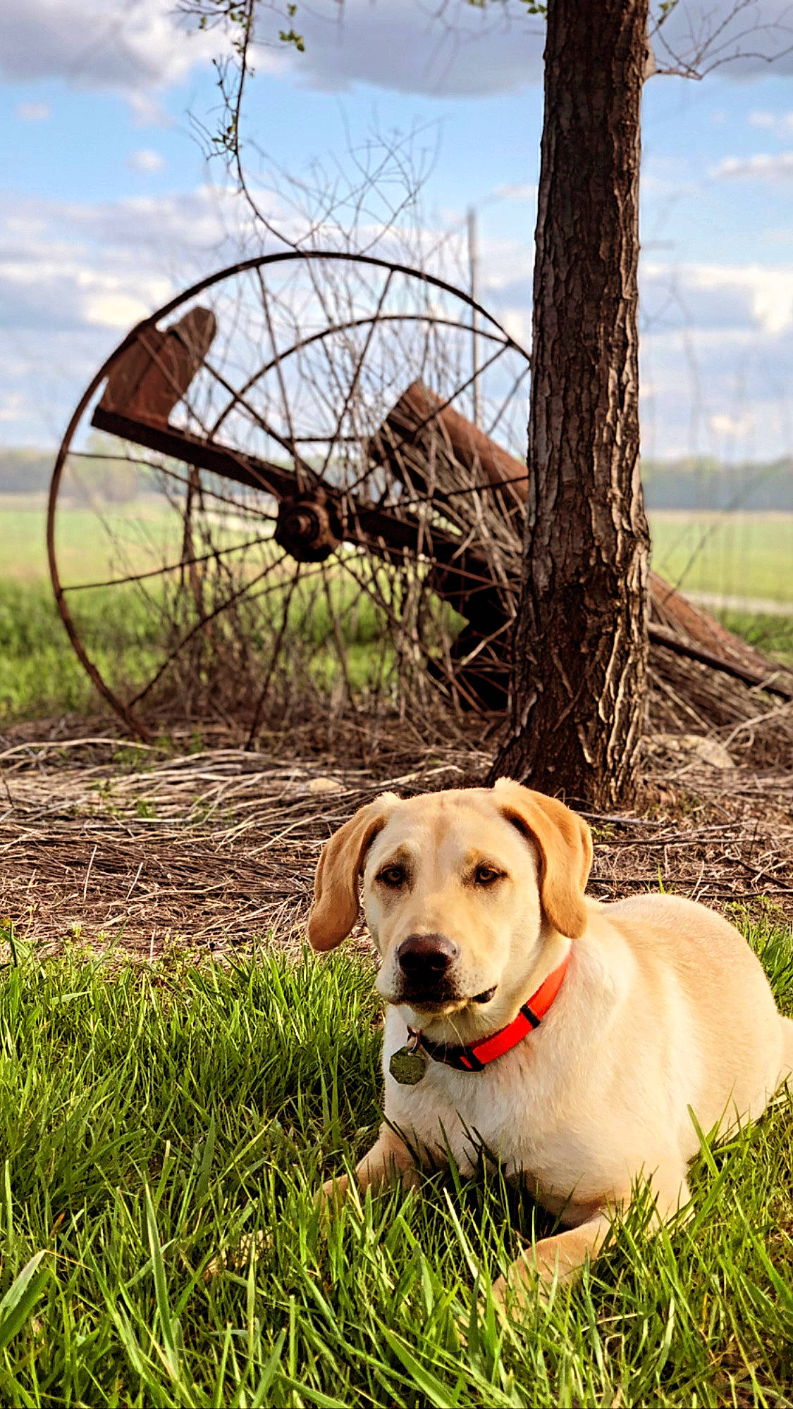 Ember is registered to the contest to win money with this photo: carnivore, cloud, collar, companion_dog, dog, dog_breed, fawn, grass, grassland, landscape, natural_landscape, plant, prairie, sky, snout, tail, tree, twig, wood, working_animal