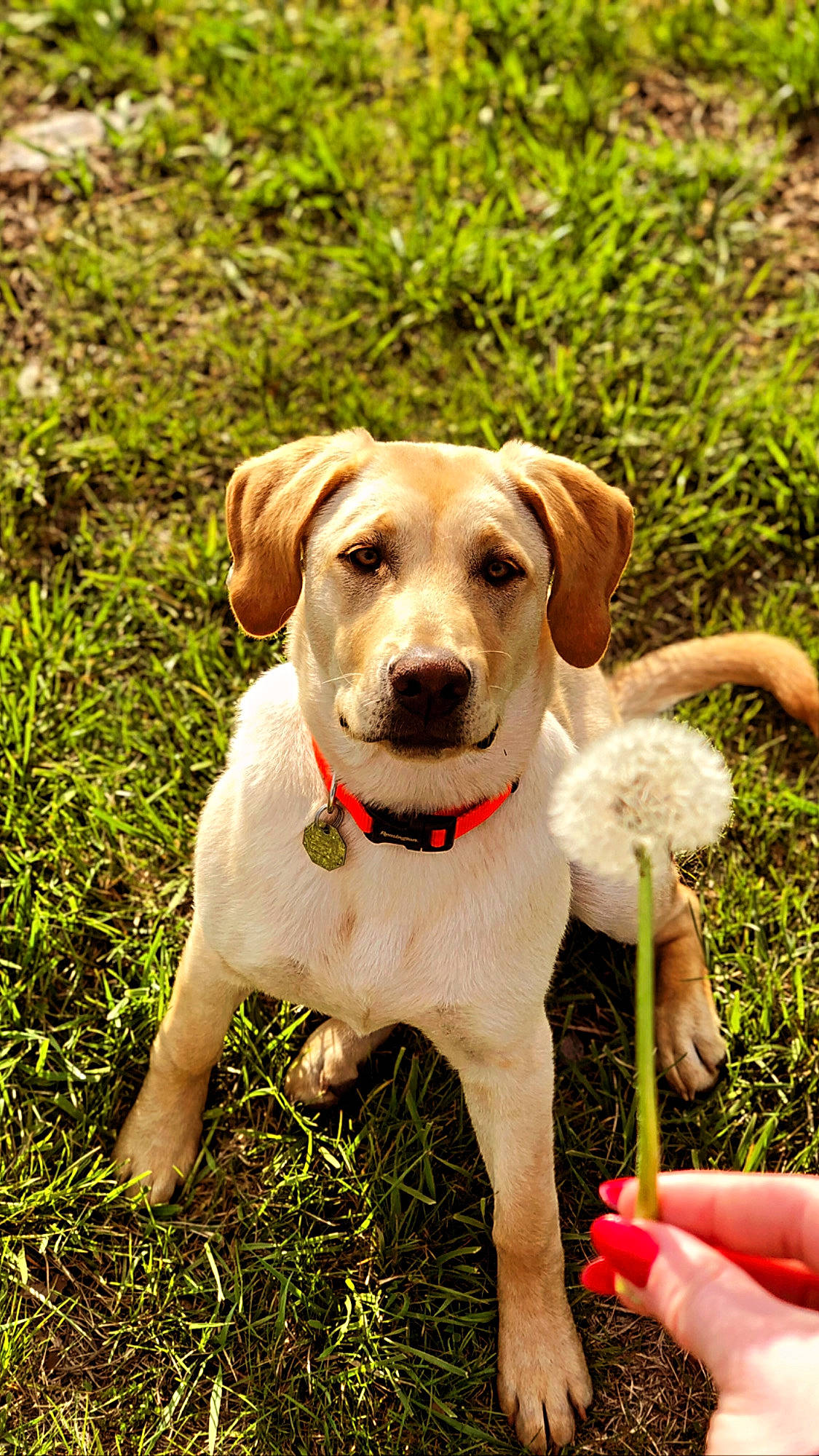 Ember is registered to the contest to win money with this photo: carnivore, collar, companion_dog, dog, dog_breed, dog_collar, dog_supply, fashion_accessory, fawn, grass, groundcover, gun_dog, happy, hunting_dog, pet_supply, plant, retriever, tail, working_animal, working_terrier