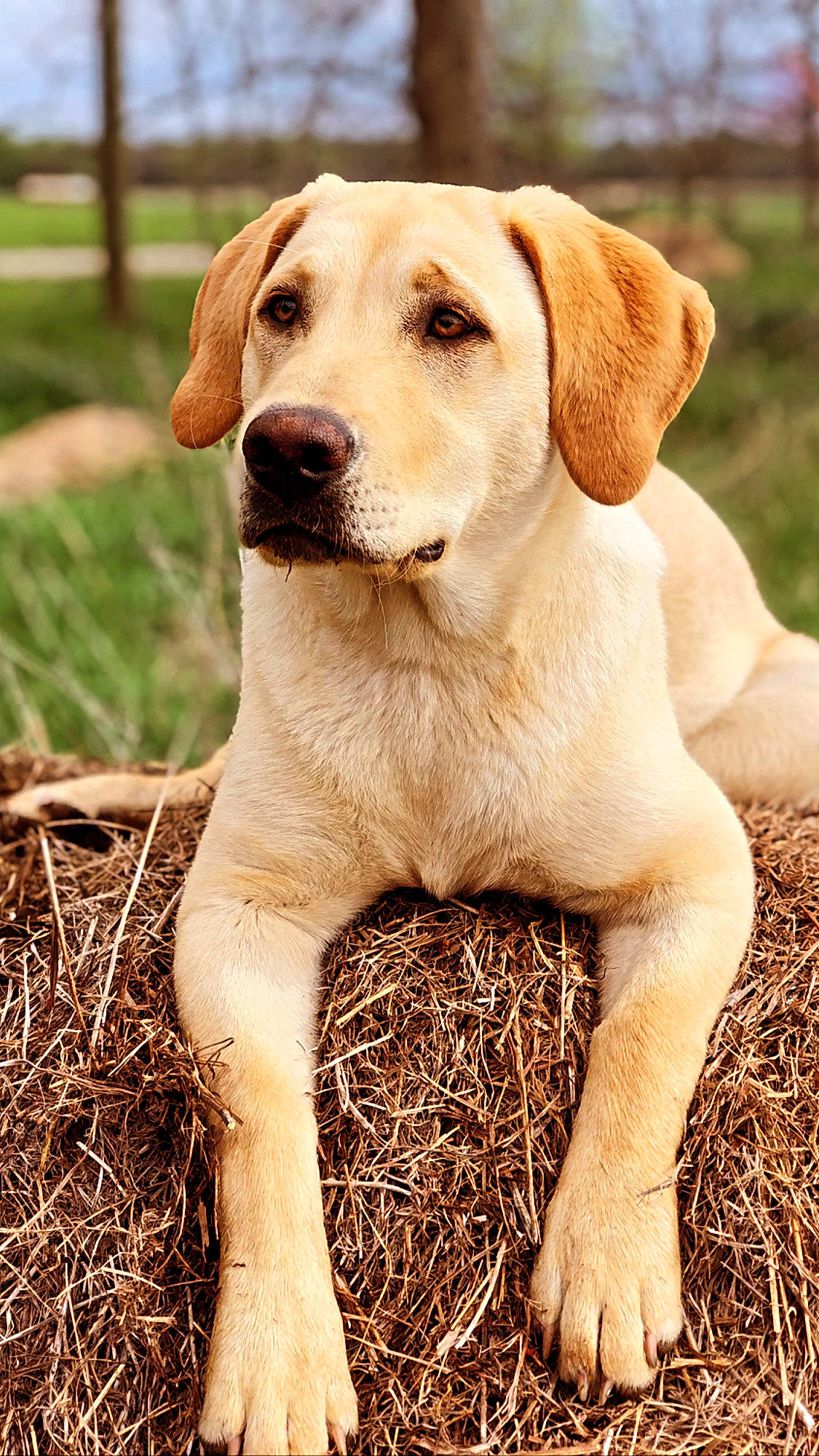 Ember is registered to the contest to win money with this photo: carnivore, companion_dog, dog, dog_breed, fawn, fur, grass, gun_dog, hunting_dog, labrador_retriever, plant, retriever, snout, soil, sporting_group, street_dog, tail, terrestrial_animal, whiskers, working_animal