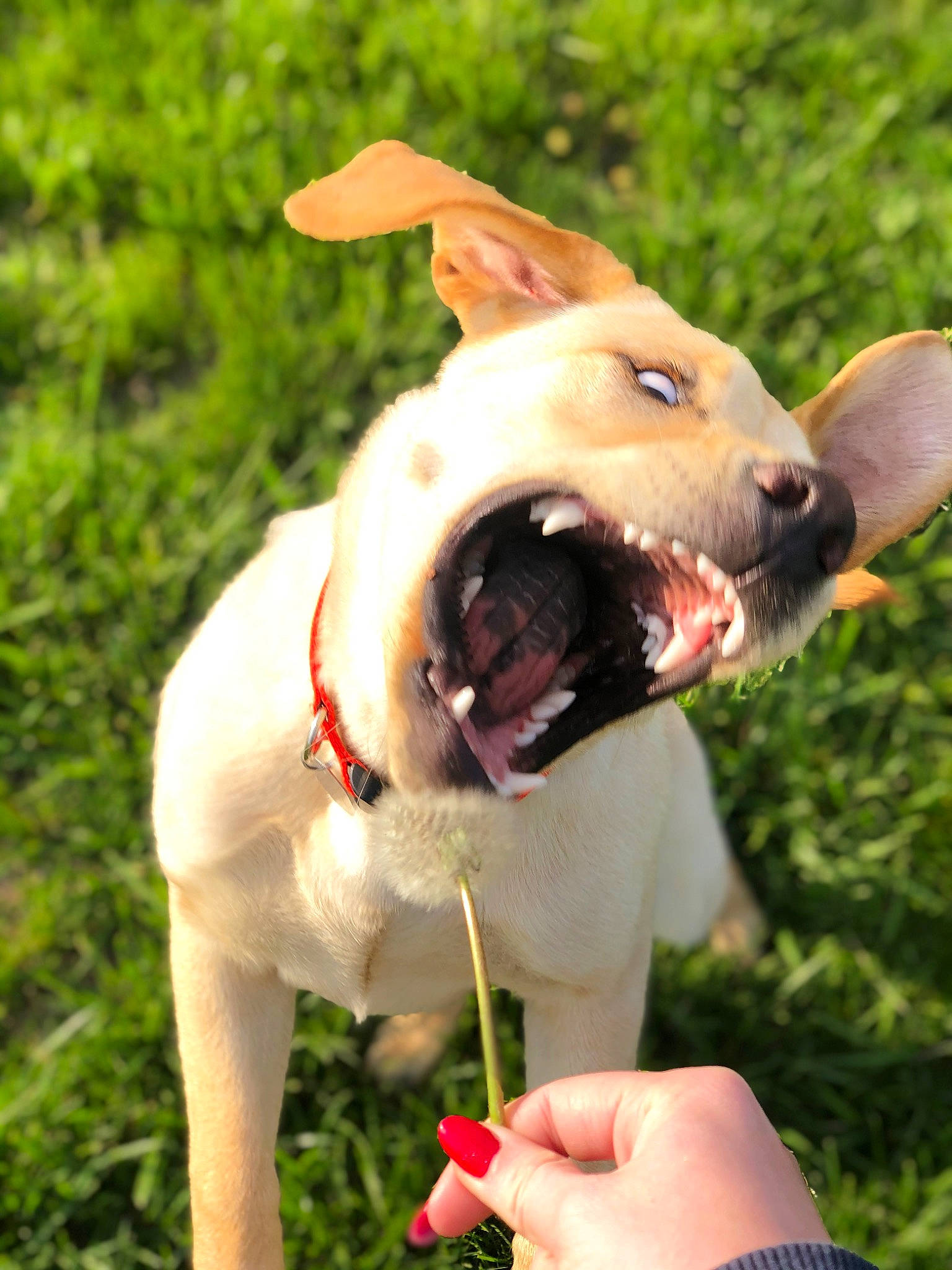 Ember joined the competition — help win amazing prizes! biting, carnivore, collar, companion_dog, dog, dog_breed, dog_collar, dog_supply, ear, fang, fashion_accessory, fawn, gesture, grass, happy, leash, snout, sporting_group, whiskers, working_animal