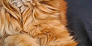Tango a rejoint le concours — aidez-le/la à gagner de superbes lots ! cat, ginger_cat, fluffy, fur, close_up, pet, animal, indoor, relaxed, portrait, whiskers, pink_nose, feline, cute, domestic_cat, looking_up, soft, mammal, face, eyes