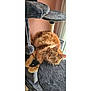 cat, orange_tabby, fluffy, cat_tree, pet, indoor, furniture, relaxed, looking, window_light, animal, domestic_cat, whiskers, ears, fur, play_toy, scratching_post, cozy, home, resting